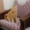 choudaryhassan86281