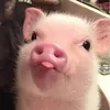 pinkypiglettt