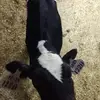 wepnerdairy