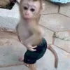 dasriada