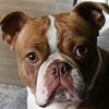 burt_theboston