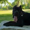 drogo_canecorso