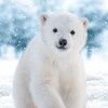 bradpolarbear