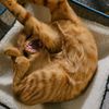 cheddar_bay_biscuits