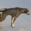 isaaceullen