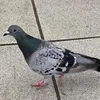 userddkyd1uead