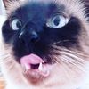 sams4cats