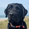 stanley_the_lab