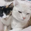 mmnns_ry