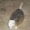 armadillo_hottub_party