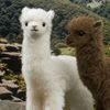 fellowalpaca