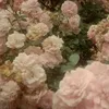 rose.bp_2019