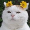 nangnandaroo98