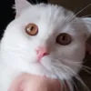 linhnguyenn110