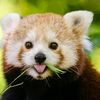 pandapandapandax16
