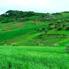 rifelndo