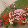vanessamds15