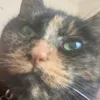 apricotnjam