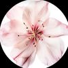 naiil_71