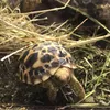 tinytortoise0