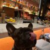 riot_the_frenchie