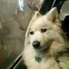 pupper9