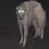 henritraficca