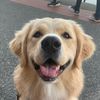 maplethegoldenpyrenees