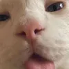 hwahahahahatdog