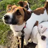 teya_jack_russell_terier