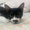 tororo_j