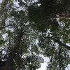 nptutf