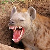 666mrhyena