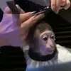 monkedb