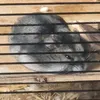 avaquaver_5521