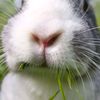 morasyconejitos