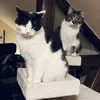 homewithmycats