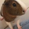 heymysprinklez