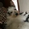 inutilidades.e1.doguinho