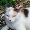 pipitembem63