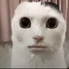 nesquik__69