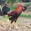 greenplanet28