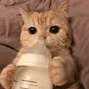 litolcheesecakes_01
