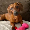 filipinhadog