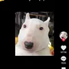 bulalangot