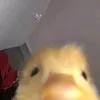 rrraspppberryyy
