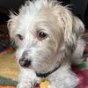 sir_barks_alot