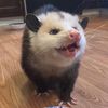 locxlcryptid