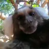 sagui_chato_pra_caralho