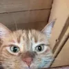 sadcatladyy